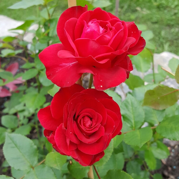 Ruža záhonová - Rosa floribunda  - červená Co3L