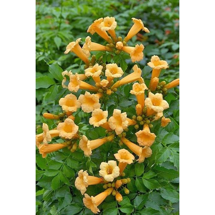 Trubkovec - Campsis radicans´Flava´ Co2L 60/80