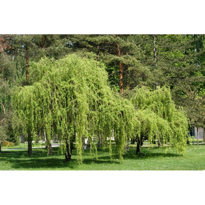 Salix matsudana ´Tortuosa´ - 200/260+cm