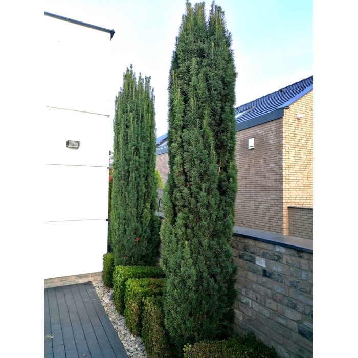 Tis oby?ajný - Taxus baccata 'Fastigiata Robusta' - 20/30cm