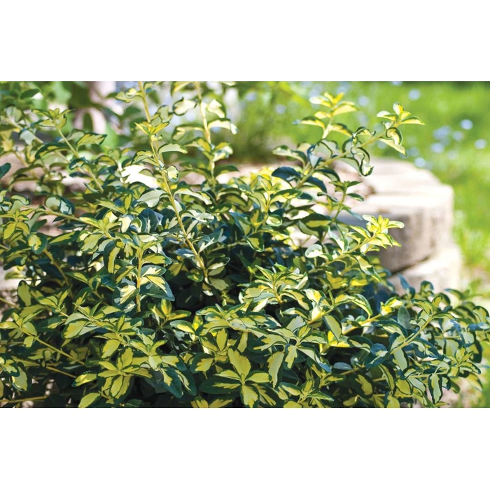 Bršlen japonský  - Euonymus fortunei 'Blondy'   Co2,5L  20/30