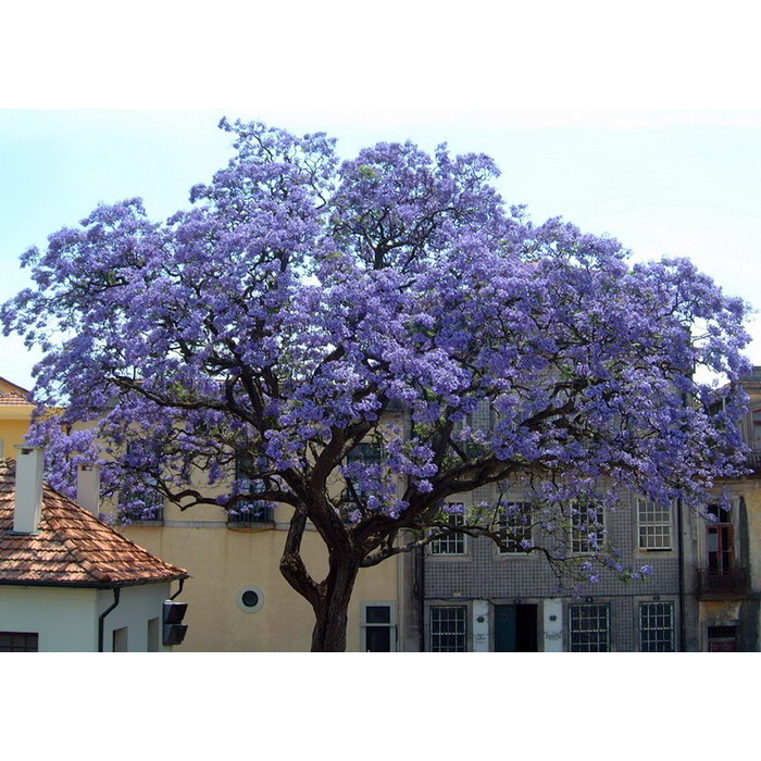 Paulownia tomentosa Co12L 200/250  