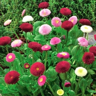 Sedmokráska obyčajná - Bellis perennis MIX farieb Co9