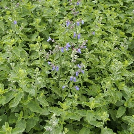 Nepeta faassenii 'Six Hills Giant Gold´