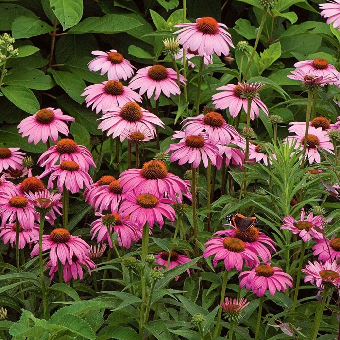 Echinacea purpurea ´Magnus´ P14