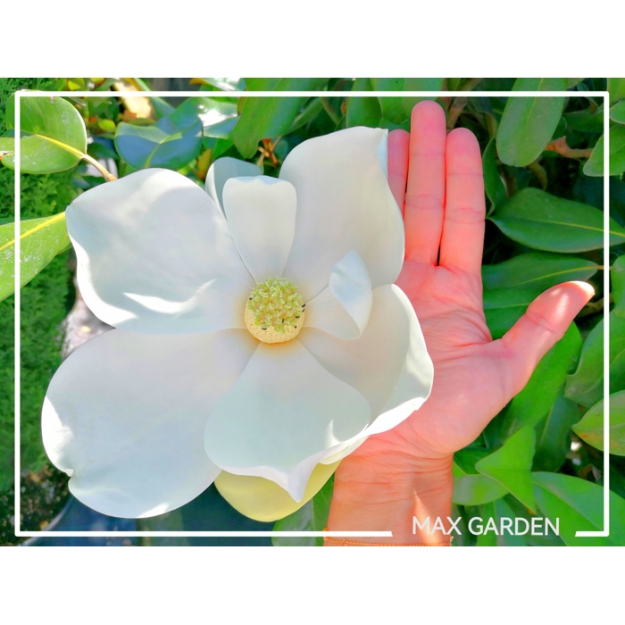 Magnólia ve?kokvetá - Magnolia grandiflora 'Gallisoniensis' - na 200/220cm kmeni