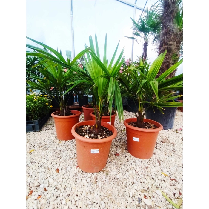 Palma konoponá - Chamaerops Excelsa -  Trachycarpus fortunei - 80/100cm
