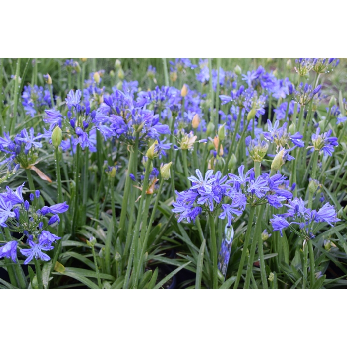 Agapanthus ´Charlotte´