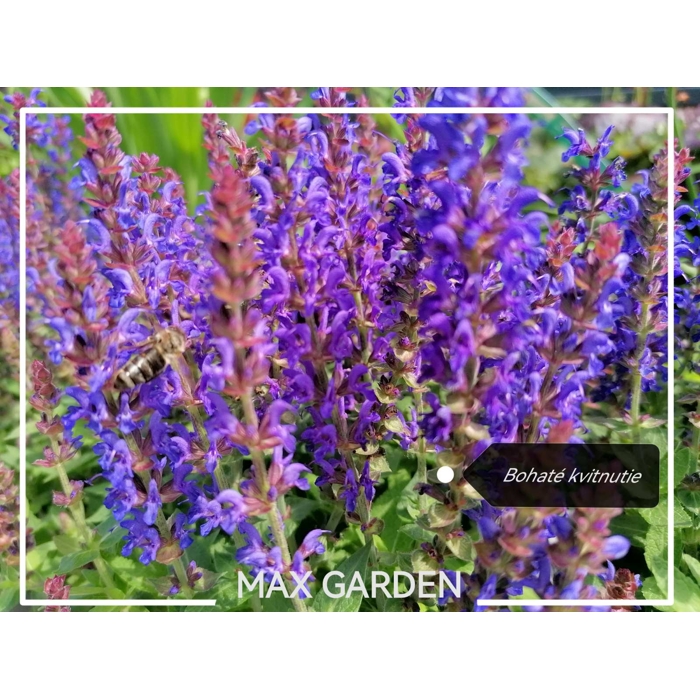 Salvia nemorosa ´Deep blue´