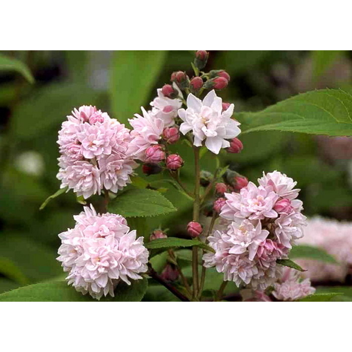 Trojpuk hybridný - Deutzia hybrida ´Pink Pom Pom´