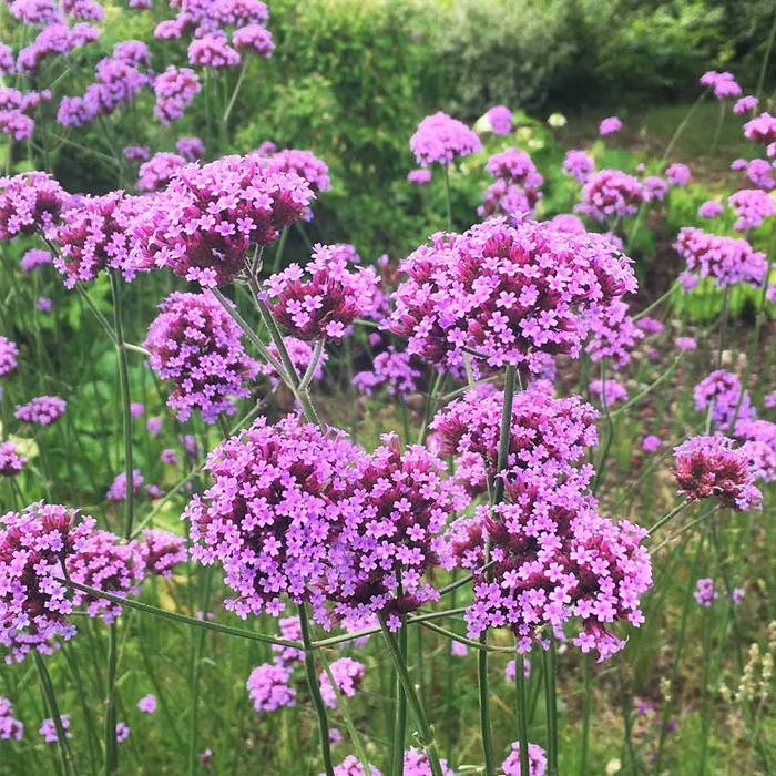 Železník argentínsky - Verbena bonariensis P15