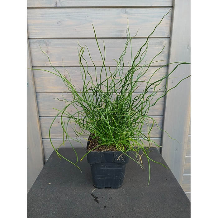 Sitina rozložitá - Juncus effusus Spiralis P12