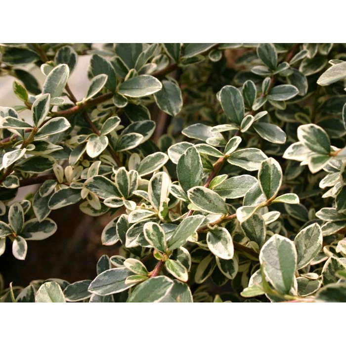 Skalník dammerov - Cotoneaster dammeri  V9 15/20