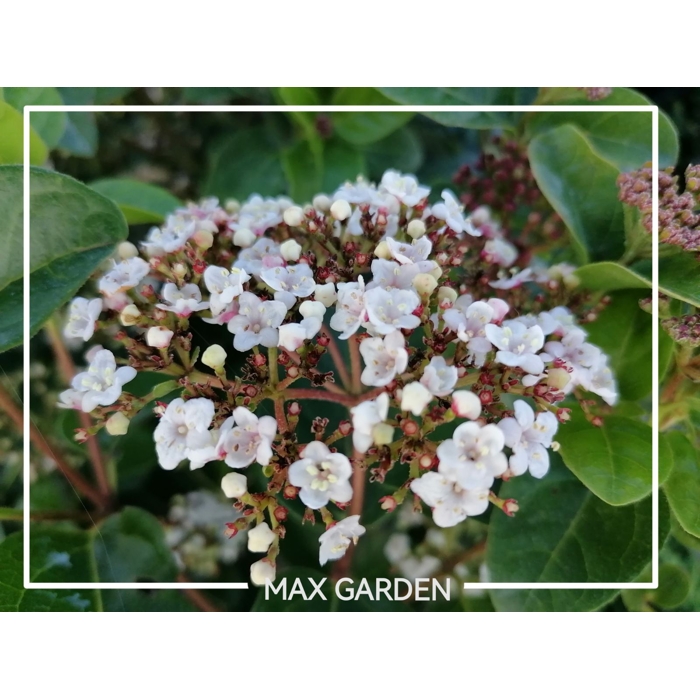 Kalina vavrinolistá - Viburnum tinus ´Eve Price´ Co3L  25/30
