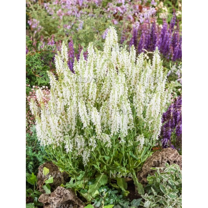 Salvia nemorosa ´Shneehügel´