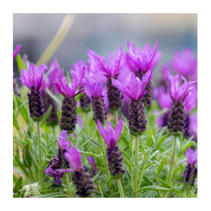 Levandu?a  - Lavandula Stoechas