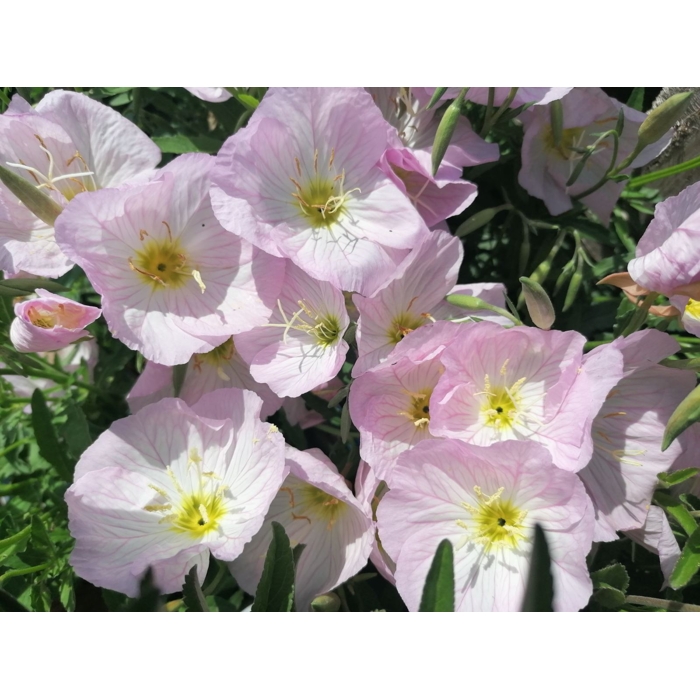 Pupalka - Oenothera speciosa 'Siskiyou Pink' P14