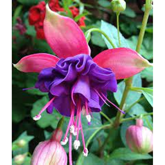 Fuchsia ´Elma´