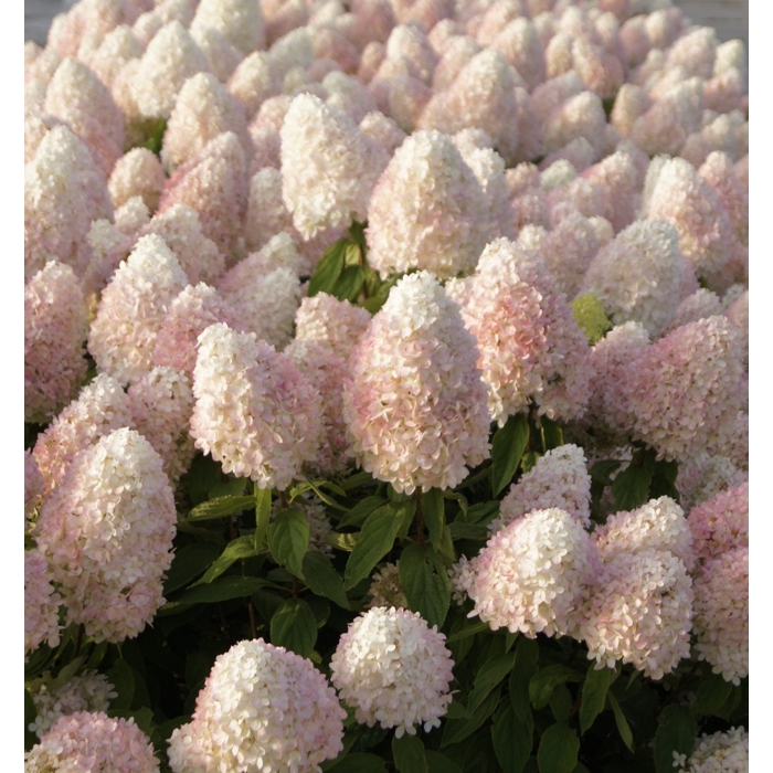 Hortenzia metlinatá - Hydrangea Paniculata ´Magical Summer´ - 50/60cm