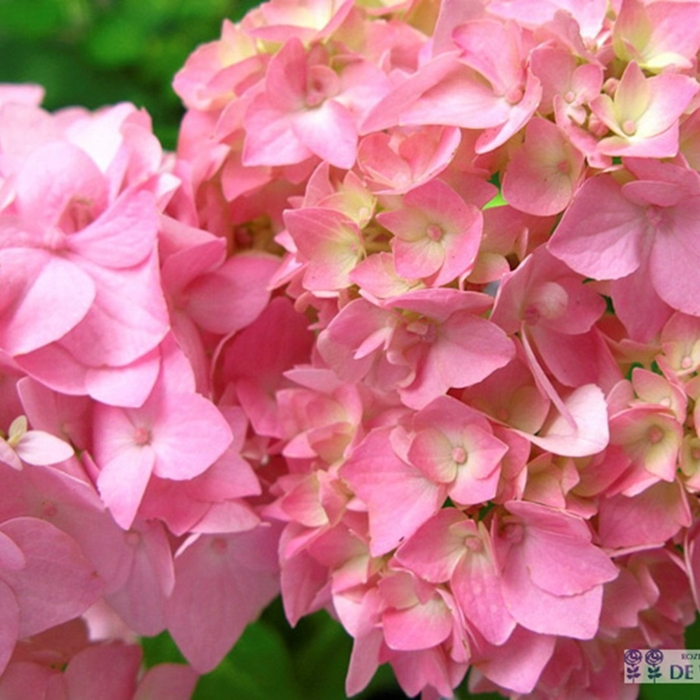 Hortenzia kalinolistá - Hydrangea macrophylla  - ružová Co9L 30/40