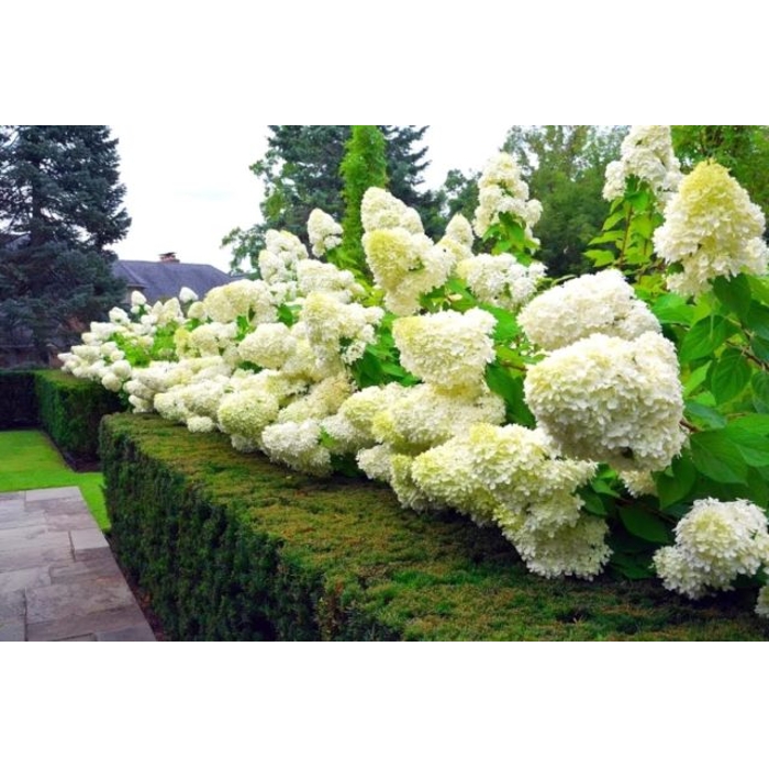 Hortenzia metlinatá - Hydrangea paniculata 'Magical Mont Blanc' - 30/40cm
