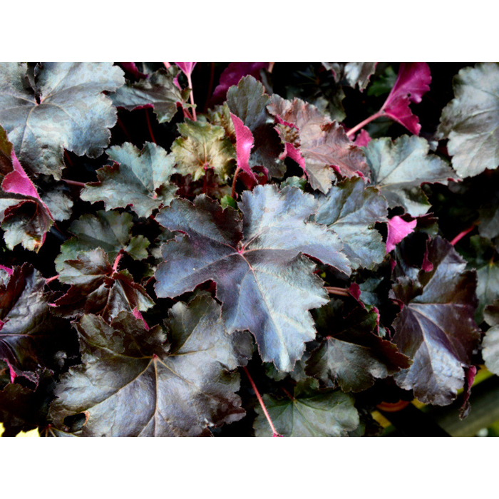 Heuchera micrantha ’Palace Purple’ Co13