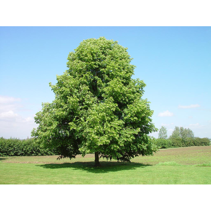 Lipa malolistá - Tilia Cordata ´Greenspire´ Co10L  4/6  200/250