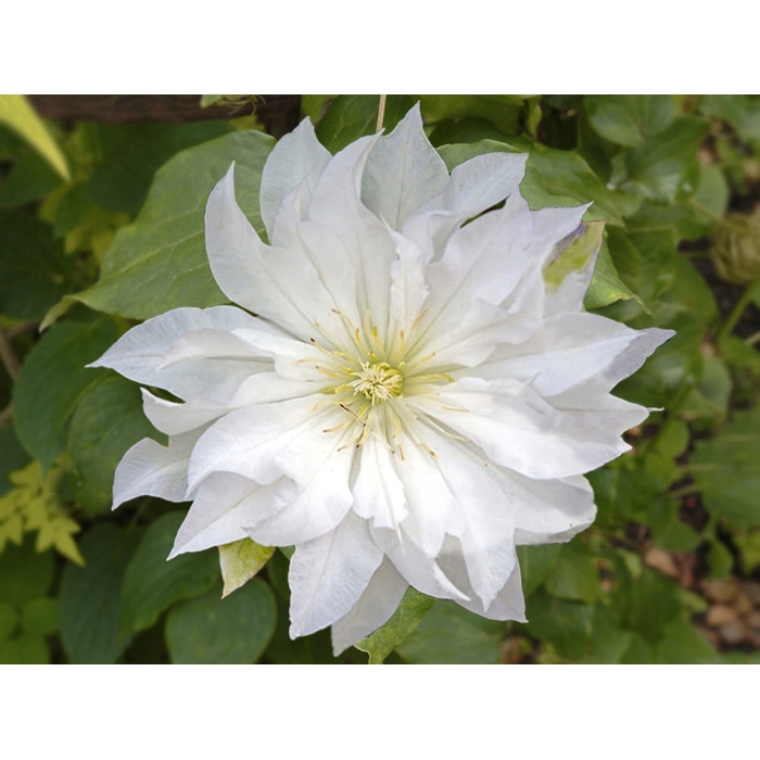 Plamienok - Clematis 'First Love'