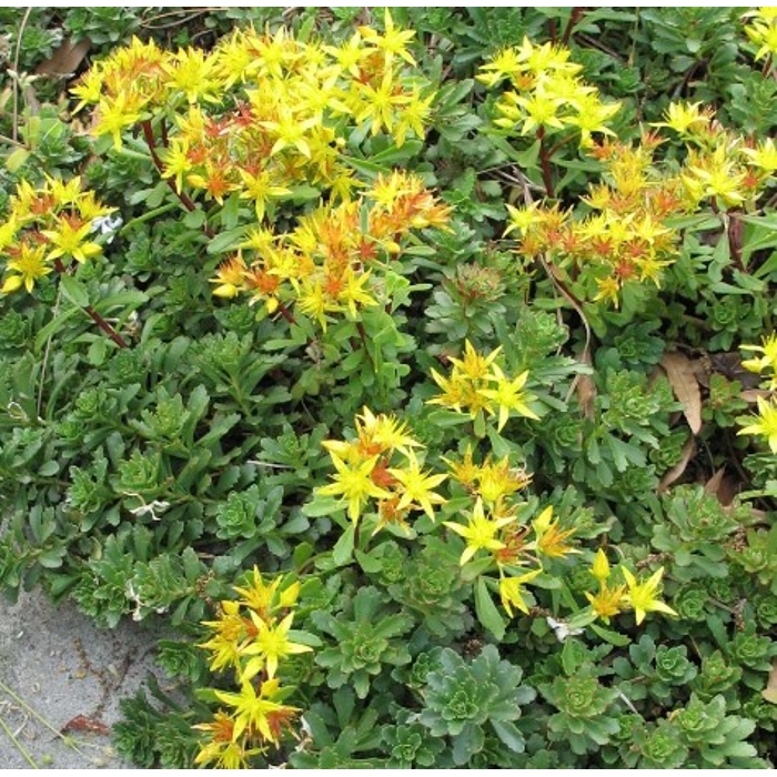 Sedum floriferum ´Weihenstephaner Gold´