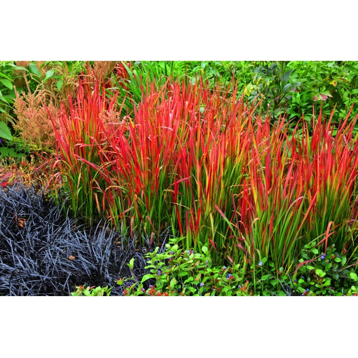 Imperata cylindrica Červený barón - Imperata cylindrica ´Red Baron´ P14