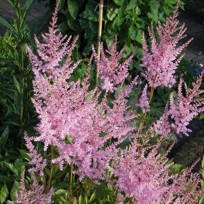 Astilba - Astilbe ´Hennie Graafland´ Co14