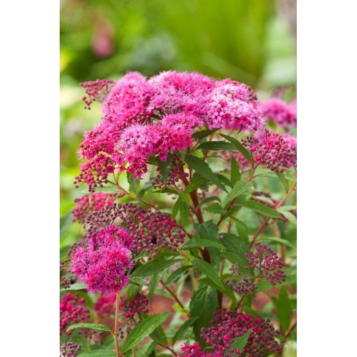 Spiraea japonica Firelight