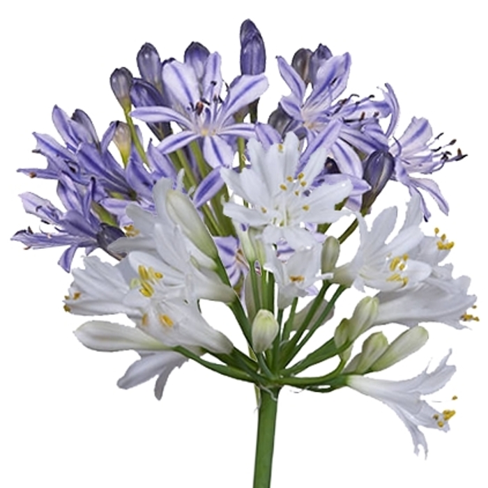 Agapanthus ´Summer Love Blue/White duo´