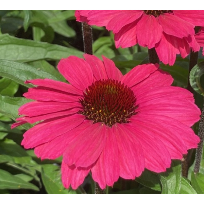 Echinacea SunSeekers ´Carmine´