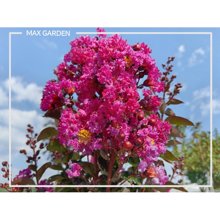 Myrta krepová sv.ružová - Lagerstroemia indica ´RHAPSODY IN BLUE´ - na 90cm kmeni (strom?ek)