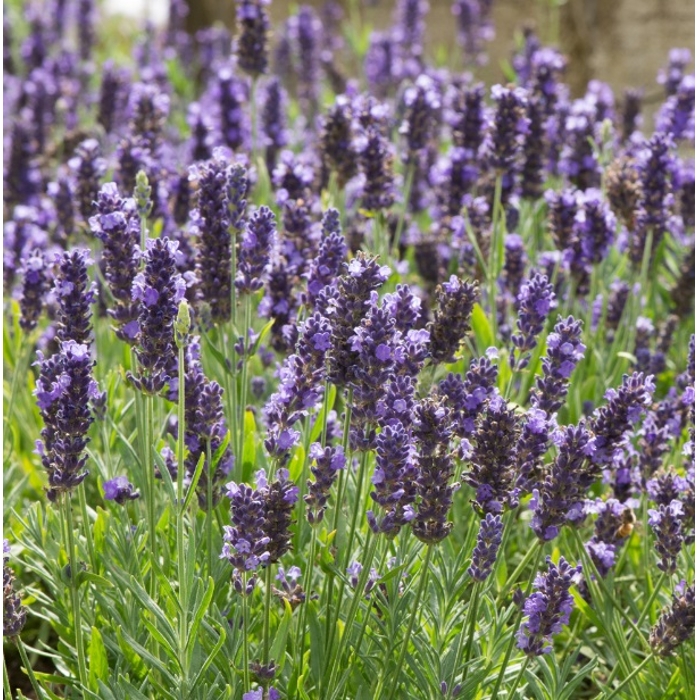 Levandu?a úzkolistá  -  Lavandula angustifolia 'Blue Spear' - 15/20cm