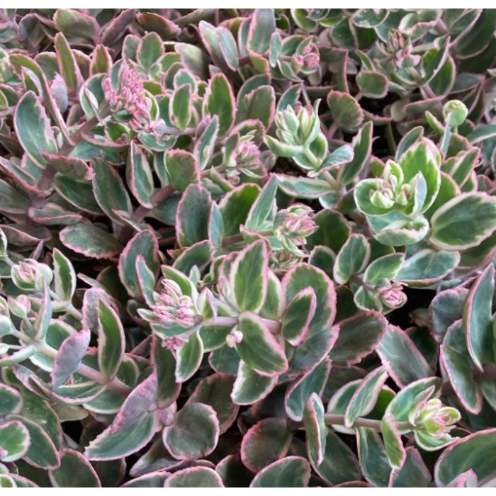 Sedum spectabile ´Brillant´ K9