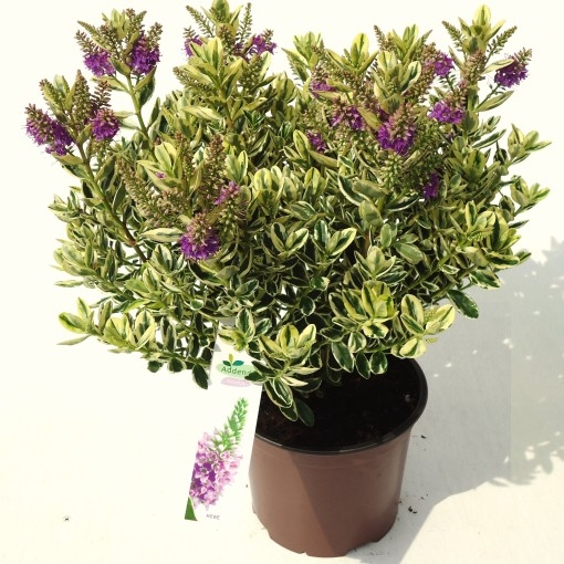 Hebe Andersonii Variegata ´Pink´ - 40+cm