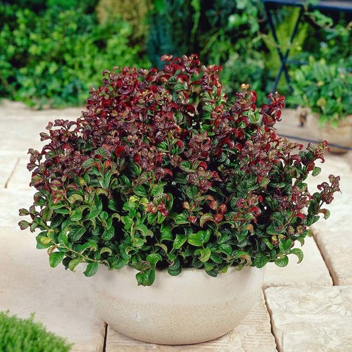 Leucothoe axillaris 'Curly Red'  20/30 Co2,5L