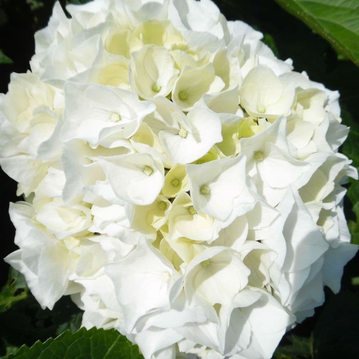 Hortenzia kalinolistá - Hydrangea macrophylla 'Hot Red' Co4L 25/30