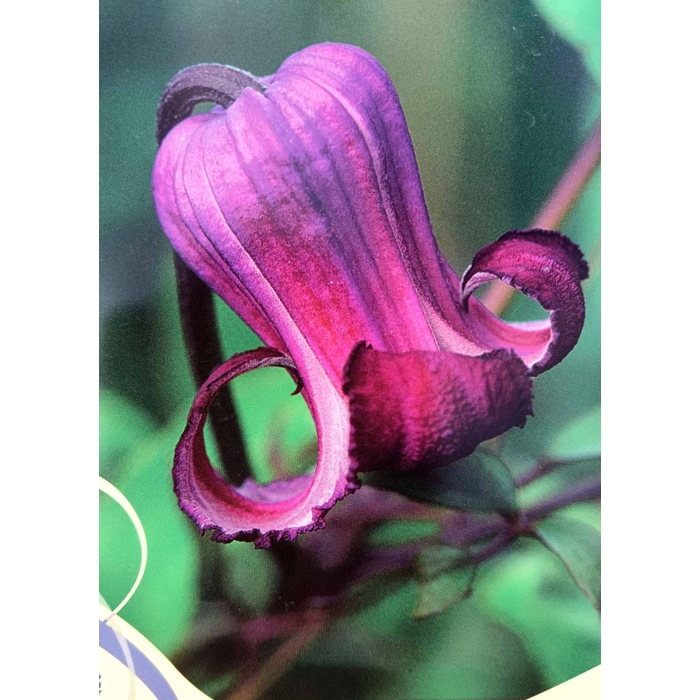 Plamienok - Clematis 'Princess Red'