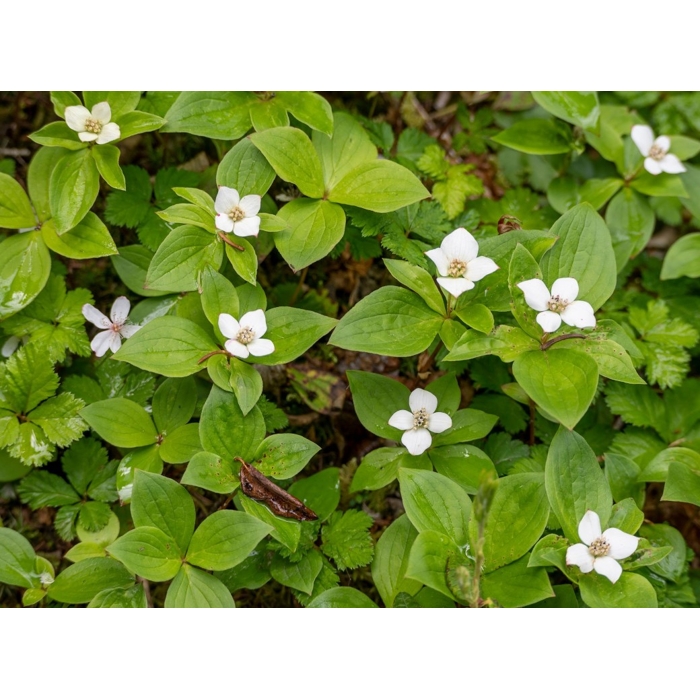 Drie? kanadský - Cornus canadensis' - 20/30cm