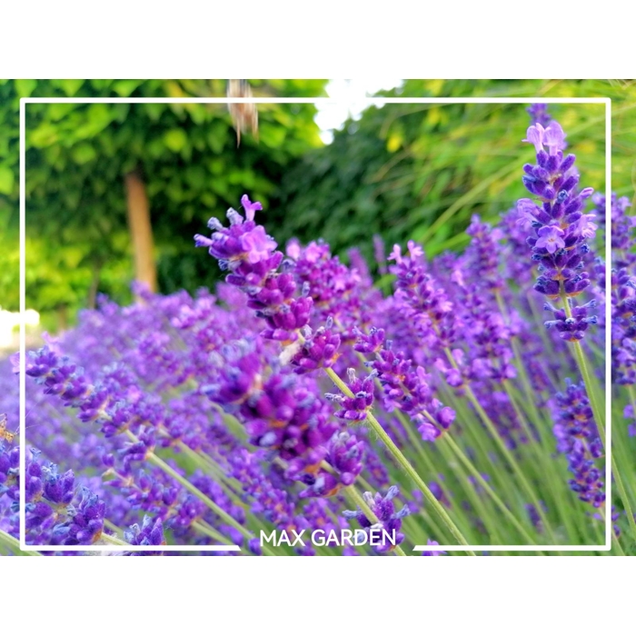 Levandu?a úzkolistá  -  Lavandula angustifolia 'Hidcote Blue'