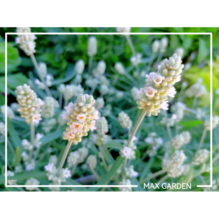 Levandu?a úzkolistá - Lavandula angustifolia 'Hidcote White'  P14