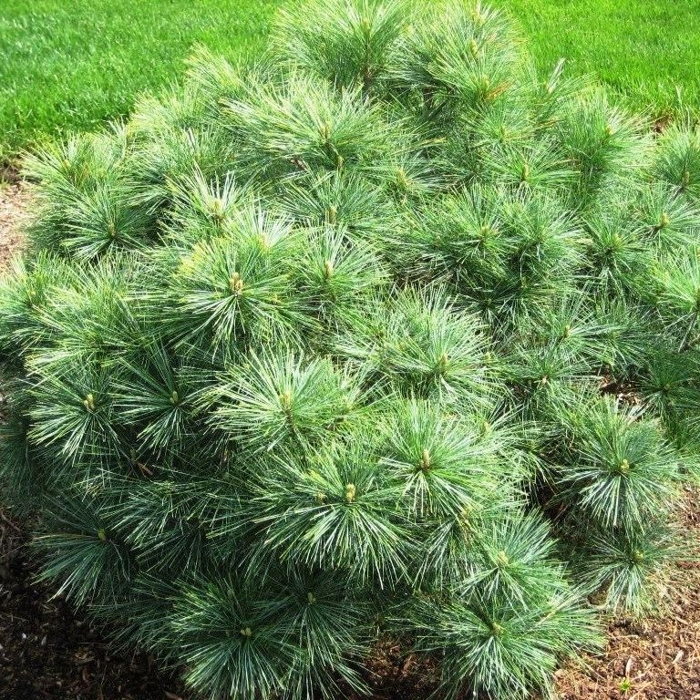 Pinus strobus ´Blue Shag´ - 20/30cm