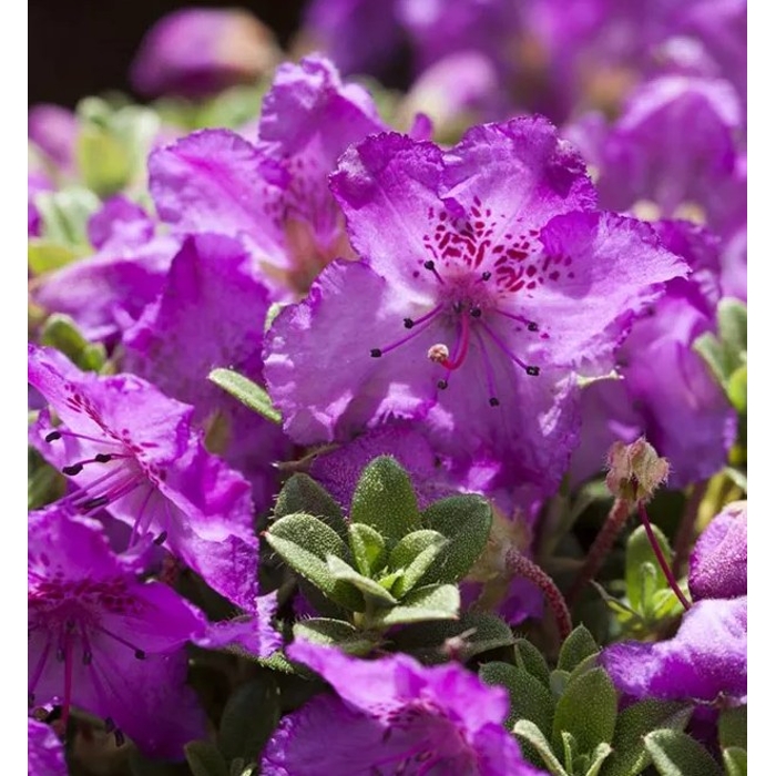 Rododendrón - Rhododendron 'Keleticum' - 20/25cm