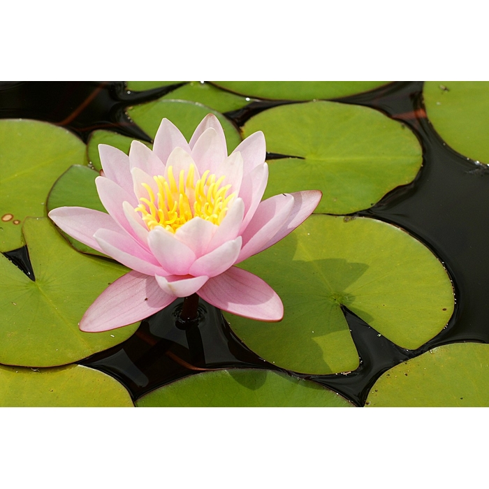 Lekno - Nymphaea ´Marliacea Rosea´