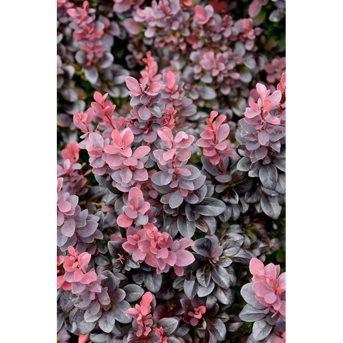  Drá? Thunbergov - Berberis thunbergii ´Concorde´- 15/20cm