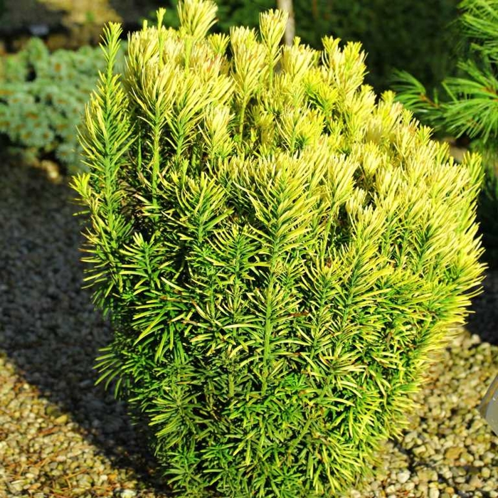 Hlavotis peckovitý - Cephalotaxus harringtonii ´Korean Gold´ - 20/30cm