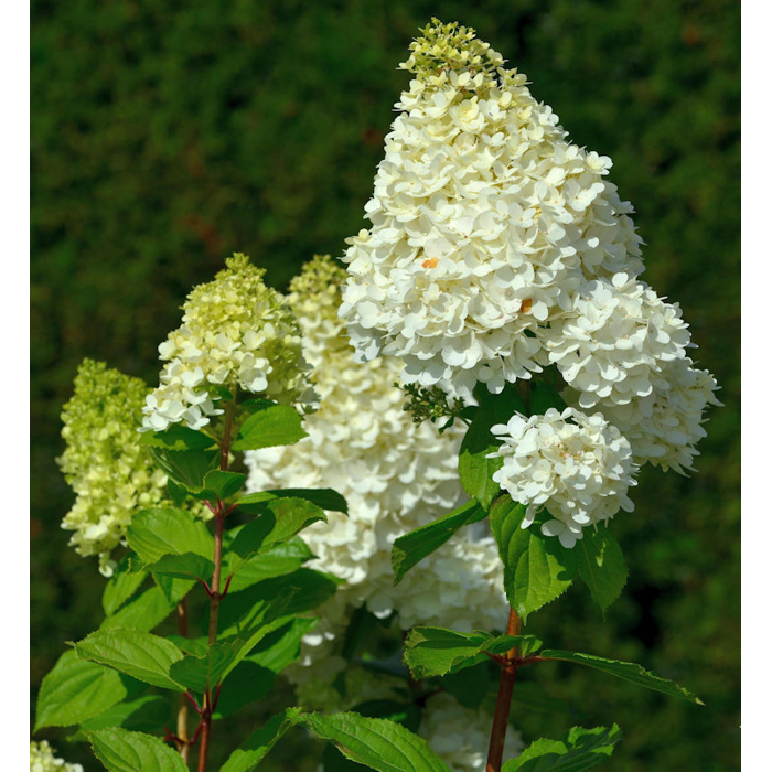 Hortenzia metlinatá - Hydrangea paniculata ’Hercules' - 20/30cm